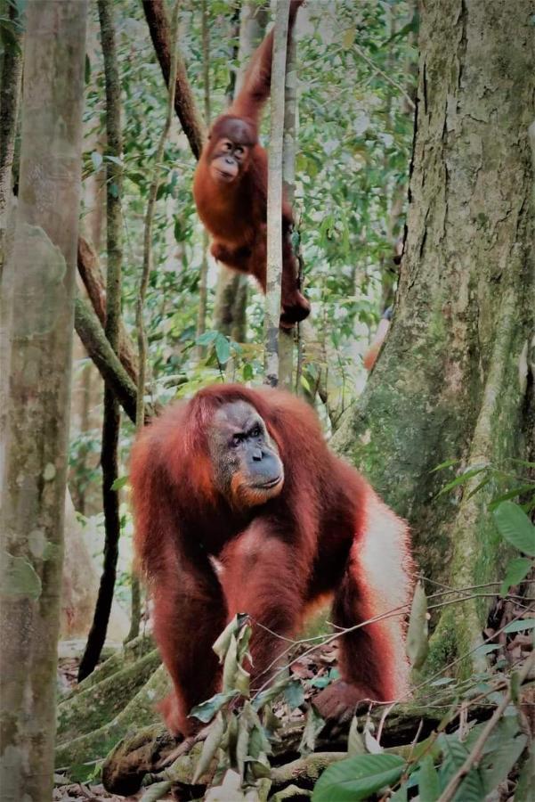 Hotel Bukit Lawang Extérieur photo